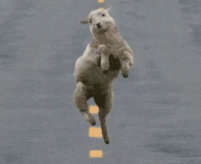 Sheep GIFs | Tenor