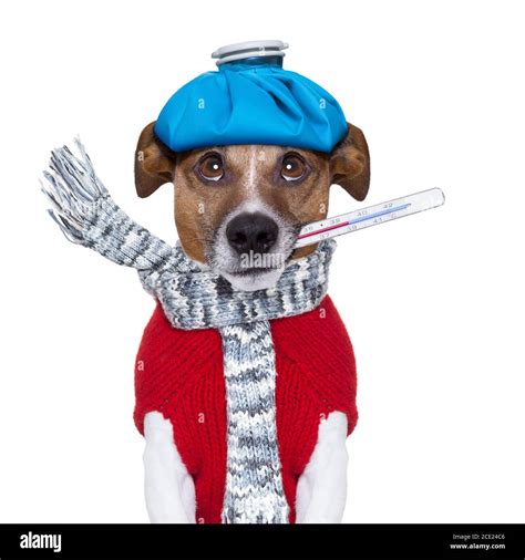 sick dog with fever Stock Photo - Alamy