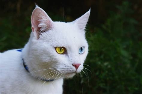 Albino Cats: The Ultimate Guide to their history, types ...