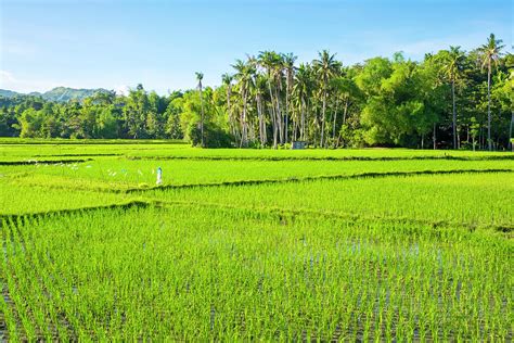 Lush Green Rice Fields, Siquijor Island, Philippines Photograph by Cavan Images - Fine Art America