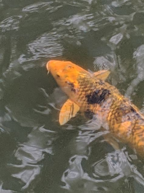 Maryland Biodiversity Project - Amur Carp (Cyprinus rubrofuscus)