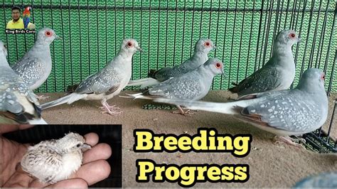 Dove breeding progress | Diamond dove | Dove birds | Morning dove | Doves | Dove Male Female ...