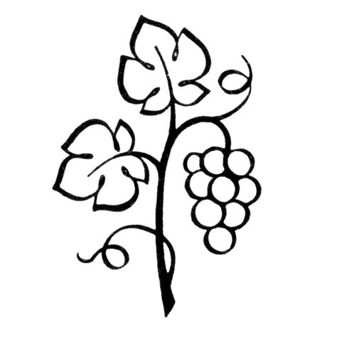 Vine branches clipart 20 free Cliparts | Download images on Clipground 2024