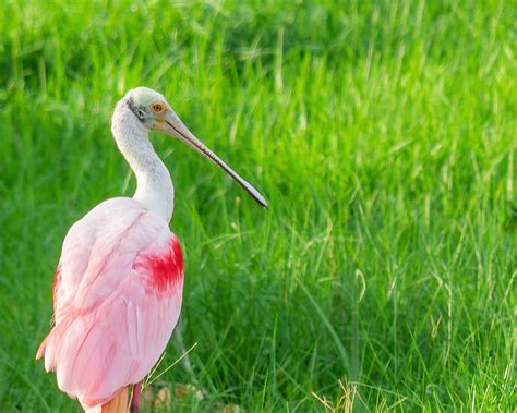 Wildlife on Boca Ciega Bay (Roseate Spoonbill) | A Roseate S… | Flickr