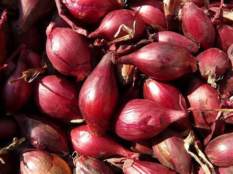 Red Shallots Shallot - Free photo on Pixabay