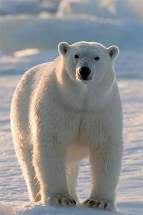 L'ours polaire en 44 photographies uniques | Белый медведь, Медведь, Белые медведи