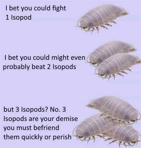 Do we allow memes? : r/isopods