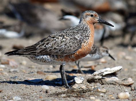 Wader Information for Kids