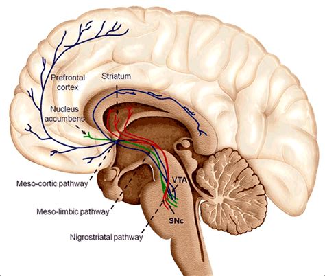 La vía mesolímbica, estructura y función