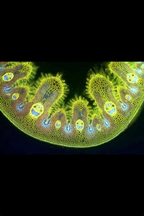 Happy microscopic grass cells | Things under a microscope, Microscopic photography, Microscopic