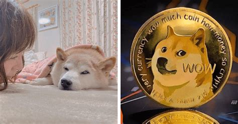 Kabosu: Japanese dog who inspired 'doge-meme' diagnosed with leukemia ...