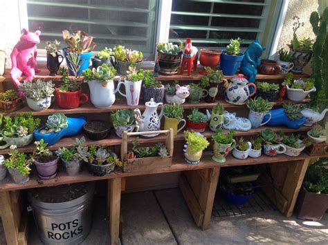 Baby succulents growing in my small nursery | Baby succulents, Small ...