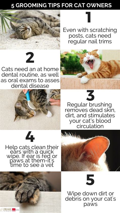 5 grooming tips for cat owners – Artofit