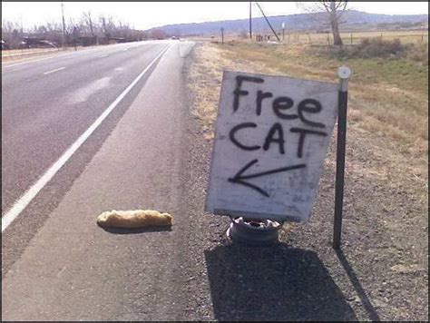 Viewing a thread - Cat glued to the highway.... | Free cats, Love is free, Cat vs dog