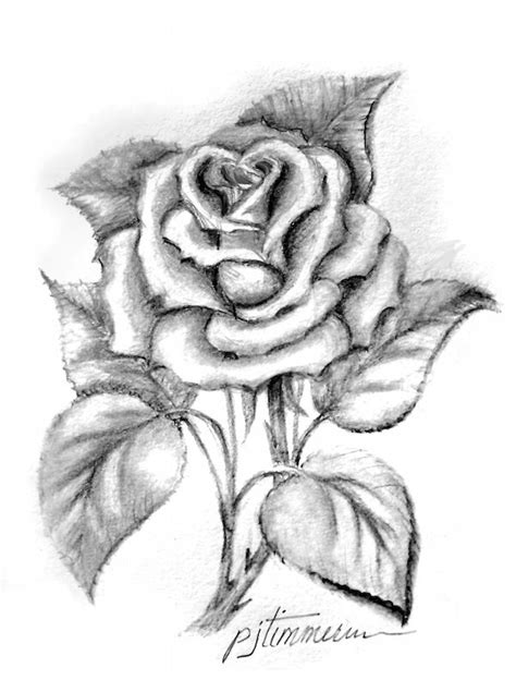 Single rose | Roses drawing, Flower drawing, Flower sketches