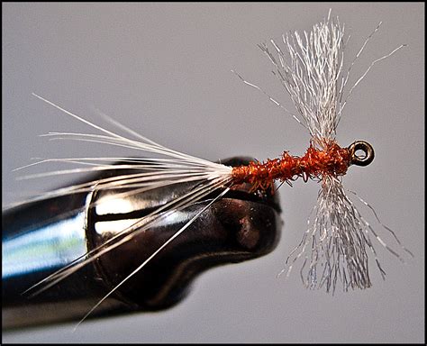 Dry Fly 'Expert': Aphid Anatomy