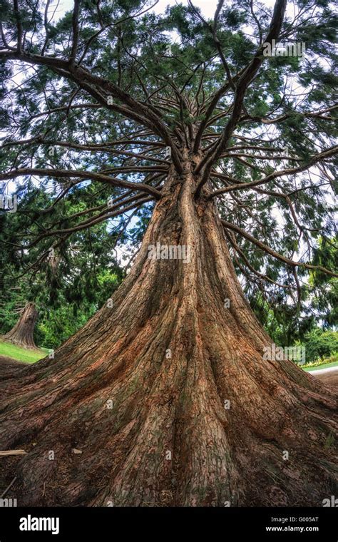 blue atlas cedar tree Stock Photo - Alamy