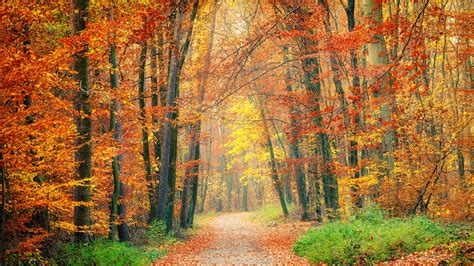 Fall Foliage: The Changing of the Leaves | Homegrown | NC State University