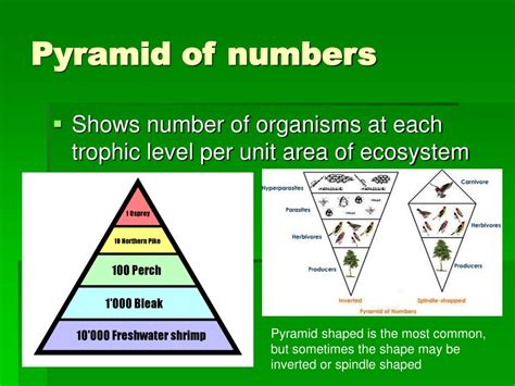 PPT - Ecological pyramids and productivity PowerPoint Presentation, free download - ID:6124186