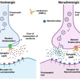 Mechanism of action of benzodiazepines | Download Scientific Diagram