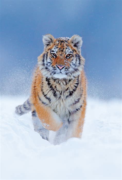 Tiger in the snow / Other animals / Postcards / Postallove - postcards made with love