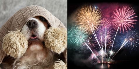 How Can I Tell If My Dog Is Scared Of Fireworks