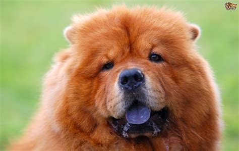 The Truth about the Bluish Black Tongue of the Chow Chow | Pets4Homes