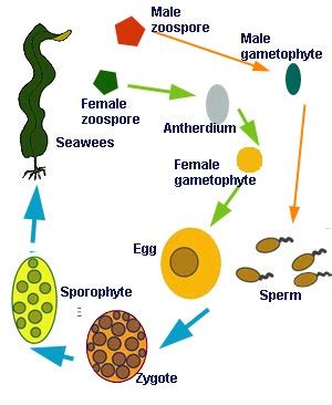 Red Algae Life Cycle - pilotfasr