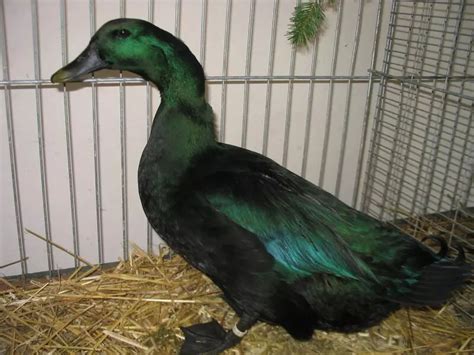 Great Backyard Duck Breeds - The Cape Coop