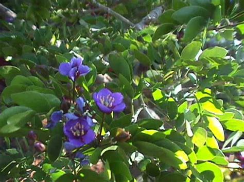 Jamaica National Flower - The Lignum Vitae