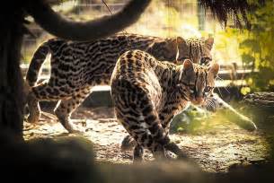 What Is A Ocelots Behavior