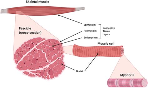 Skeletal muscle structure: The skeletal muscle is organised into ...