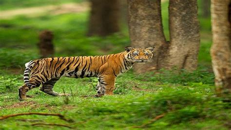 Experiencing The Wildlife Of Bandipur National Park – Staying At Resorts In Bandipur ...