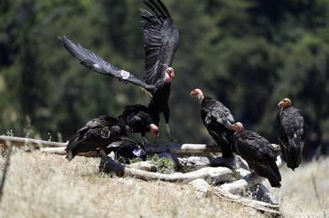 California condors return to the skies after near extinction