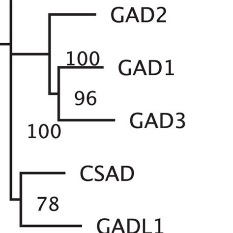 Phylogenetic tree of GAD1, GAD2, and GAD3 nucleotide sequences.: This ...