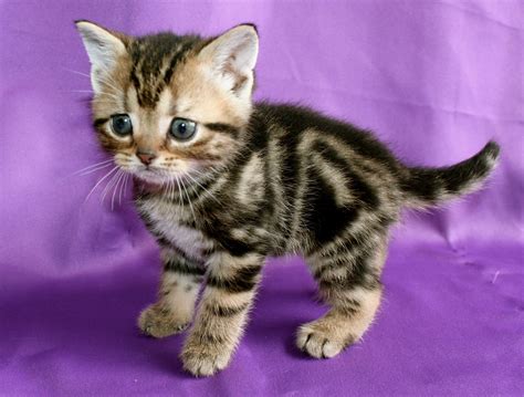 Brown Tabby American Shorthair kitten 2015 - Silver Shorthairs