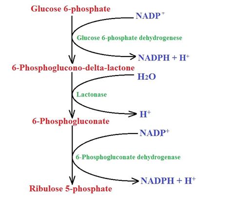 Pentose Phosphate Pathway - Definition and Mechanism | Pentose phosphate pathway, Biochemistry ...