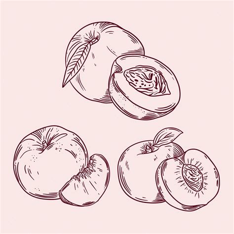 Free Vector | Hand drawn peach outline illustration