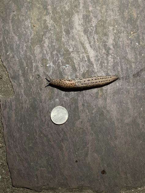 absolute unit slug : AbsoluteUnits