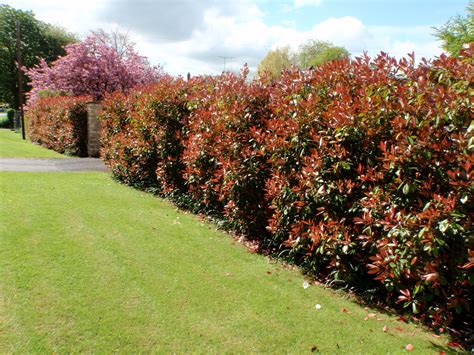 I replanted some of the Photinia "Red Robin" from my show garden in 2006 for a hedge on a busy ...