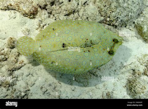 A peacock flounder blends seamlessly into the sandy seabed, showcasing its natural camouflage ...