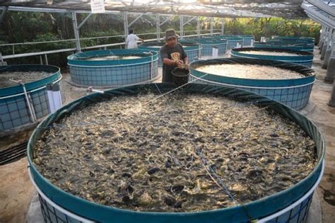 Mencari Tingkat Salinitas Terbaik untuk Budidaya Ikan Lele yang Lebih ...