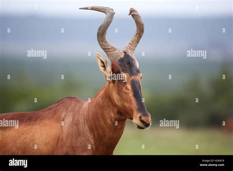 Red Hartebeest antelope Stock Photo - Alamy