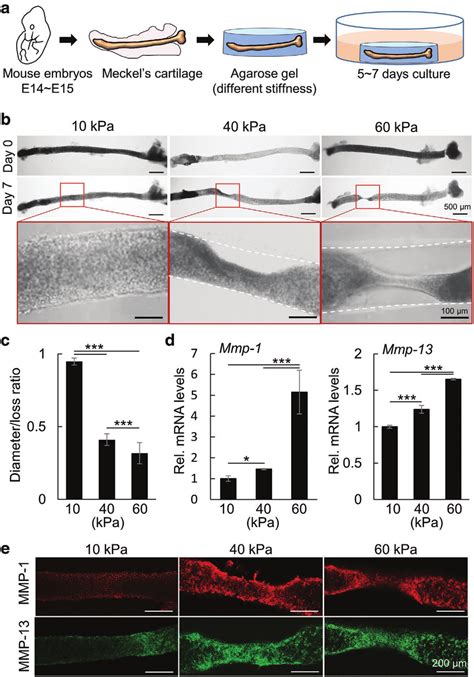 Meckel's cartilage degeneration is induced by a stiff microenvironment.... | Download Scientific ...