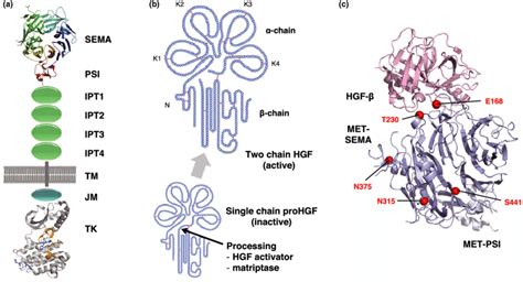 Oncogenic Mechanism-based Pharmaceutical Validation Of, 58% OFF