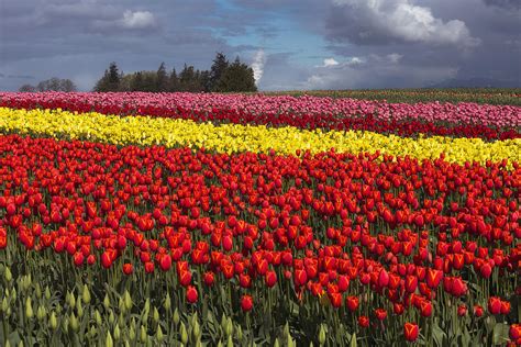 Tulips in Skagit Valley Photograph by Bob Stevens - Fine Art America