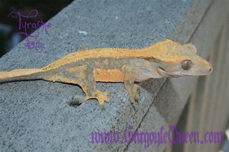 Color Progression: How GQR Geckos Color Up As They Grow. - GARGOYLE QUEEN REPTILES