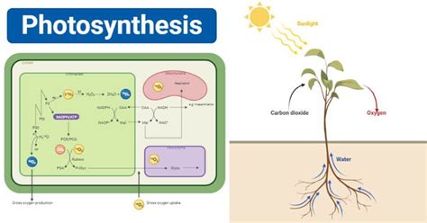 Photosynthesis- definition, equation, steps, process, diagram ...