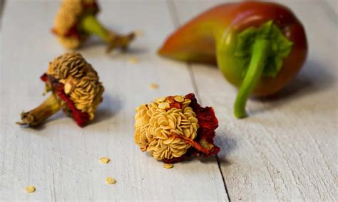 Eating Pepper Seeds: The Fact And Fiction