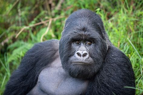 Mountain Gorilla | Sean Crane Photography